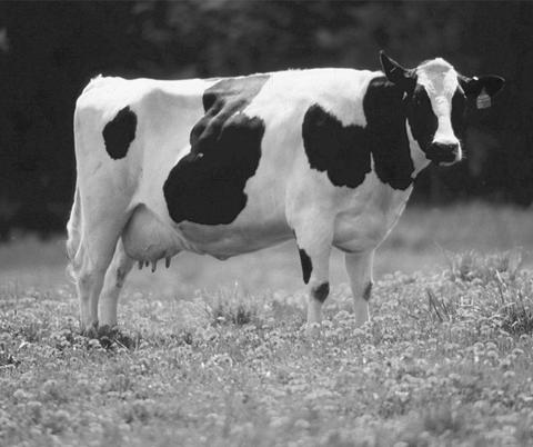 Dairy Industry